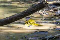 Eucometis penicillata