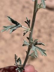 Sphaeralcea