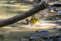 Eucometis penicillata