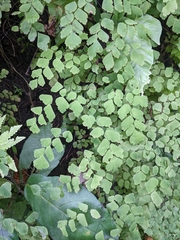 Adiantum capillus-veneris
