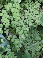 Adiantum capillus-veneris