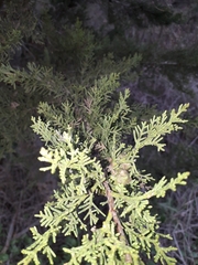 Cupressus sempervirens