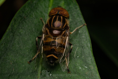 Eristalinus