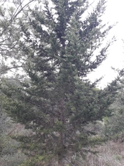 Cupressus sempervirens