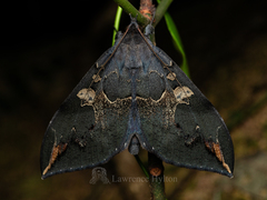 Ischyja ferrifracta