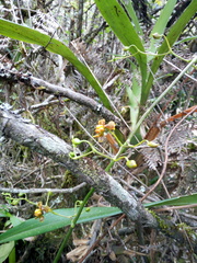 Cyrtochilum