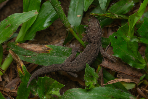 Oriental Leaf-toed Gecko, Hemidactylus bowringii