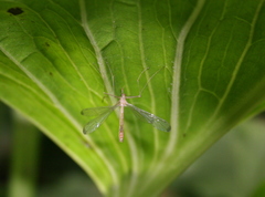 Hylobittacus apicalis