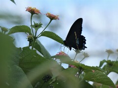 Papilio nireus lyaeus