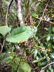 Cyrtochilum