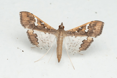 Maruca vitrata