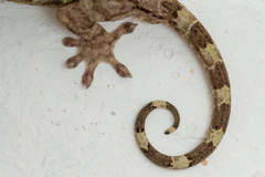 Gekko chinensis