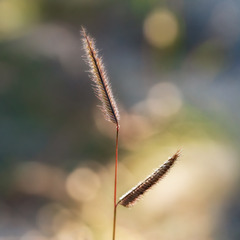 Bouteloua pectinata