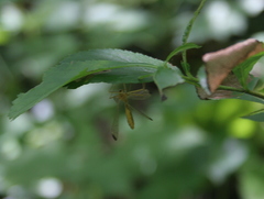 Hylobittacus apicalis