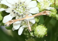 Lantanophaga pusillidactylus