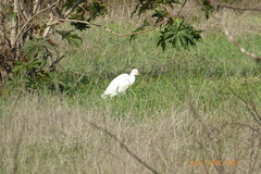 Bubulcus ibis