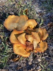 Omphalotus subilludens