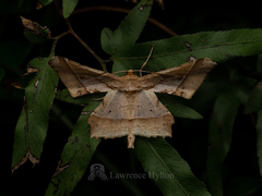 Krananda latimarginaria