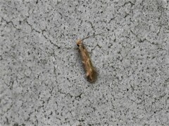 Oinophila v-flava