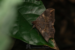 Ischyja ferrifracta