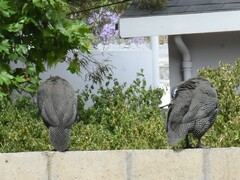 Numida meleagris coronatus