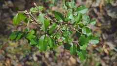 Ligustrum sinense