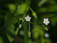 Myosotis sparsiflora