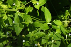 Myosotis sparsiflora