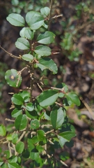 Ligustrum sinense