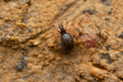 Phycosoma flavomarginatum