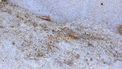 Eurynebria complanata