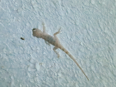 Cyrtopodion scabrum