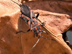 Spilostethus furcula