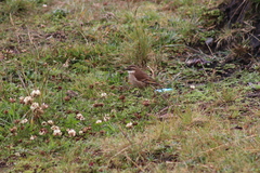 Cinclodes albidiventris