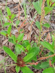 Acalypha peduncularis