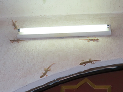 Hemidactylus flaviviridis