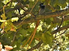 Terpsiphone viridis granti