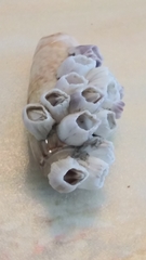 Amphibalanus venustus