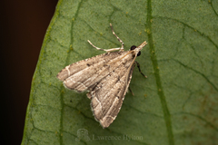 Diplopseustis perieresalis