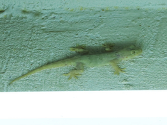 Hemidactylus flaviviridis