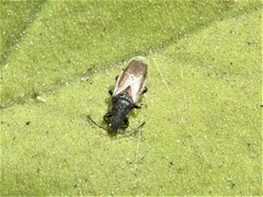 Oxycarenus