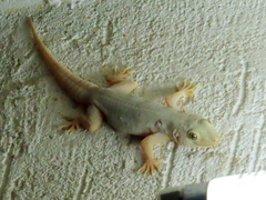 Hemidactylus flaviviridis