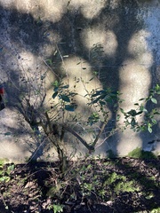 Escallonia