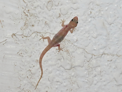 Hemidactylus robustus
