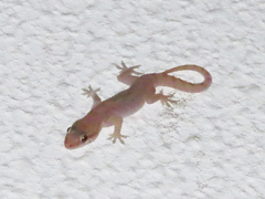 Hemidactylus robustus