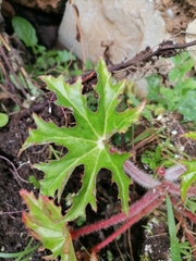 Psacalium peltatum