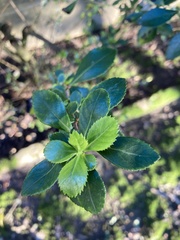 Escallonia