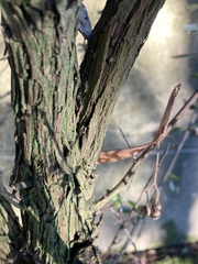 Escallonia