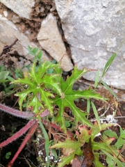 Psacalium peltatum