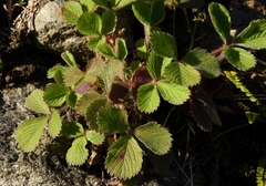 Potentilla micrantha